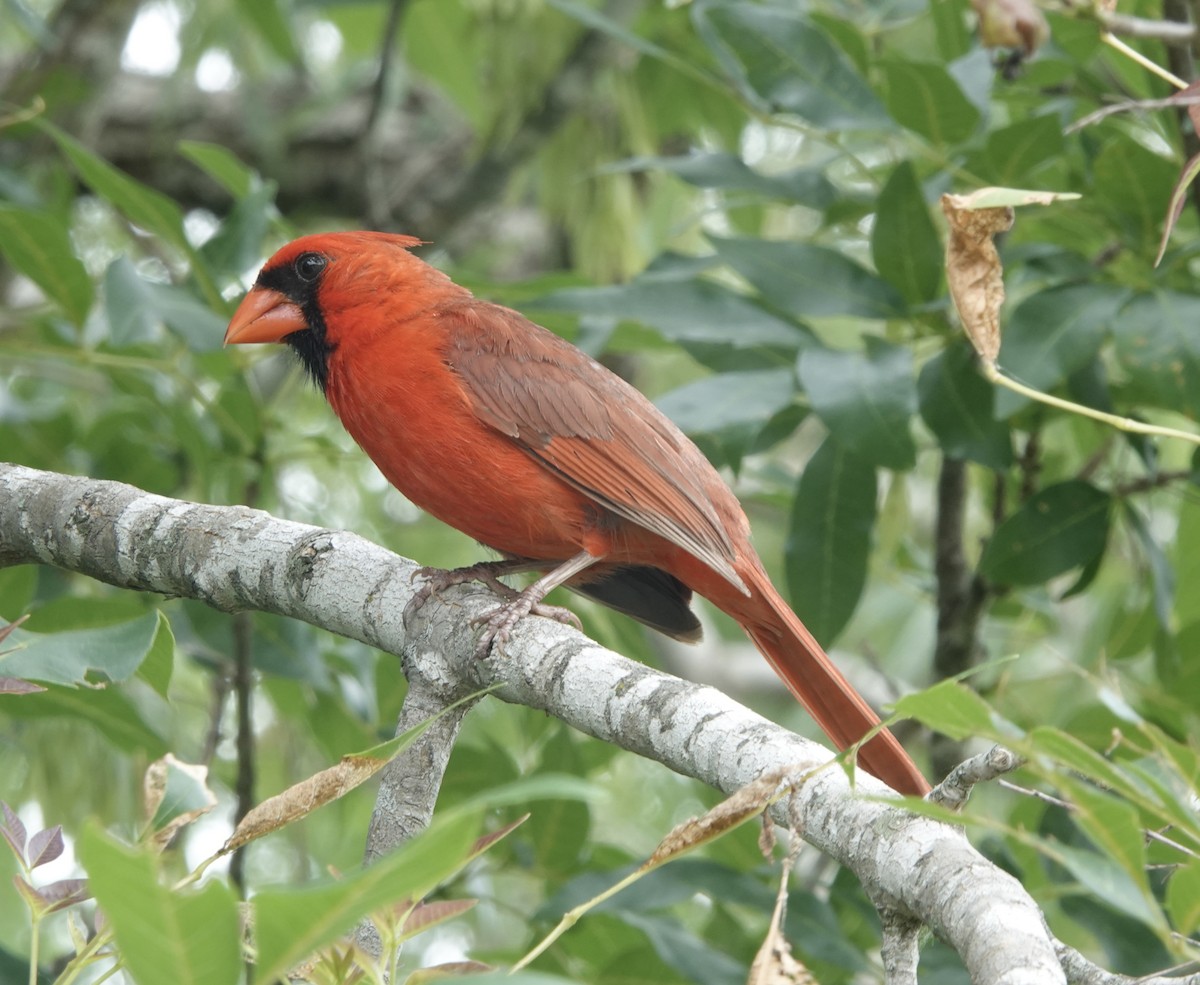 Красный кардинал [группа cardinalis] - ML618739999