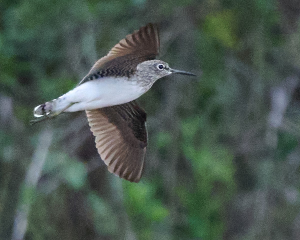 Solitary Sandpiper - Corby Amos