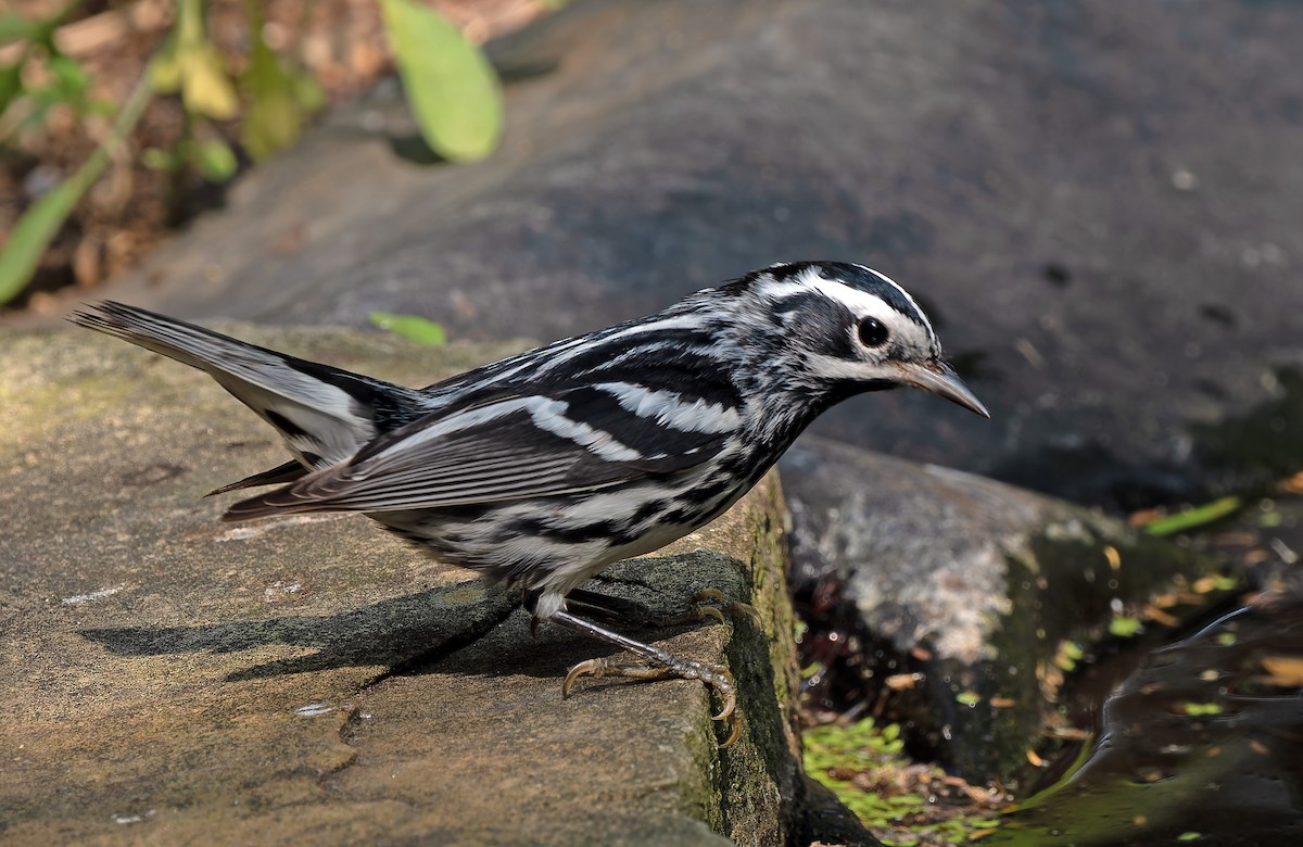 Black-and-white Warbler - ML618740030