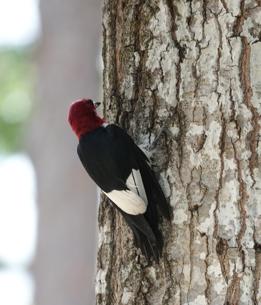 Red-headed Woodpecker - ML618740051