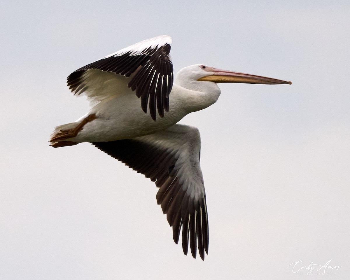 pelikán severoamerický - ML618740056