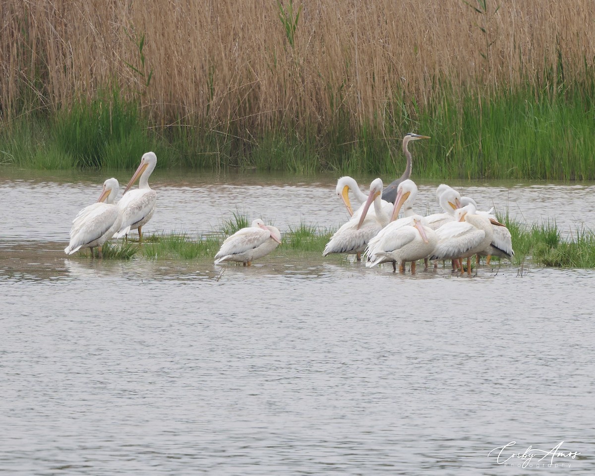pelikán severoamerický - ML618740058