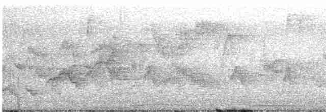 Дрізд-короткодзьоб Cвенсона - ML618740067