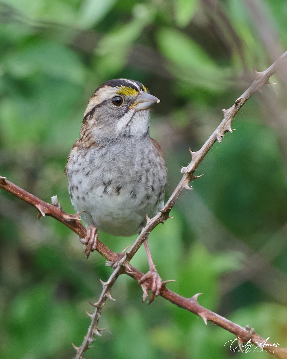 White-throated Sparrow - ML618740096