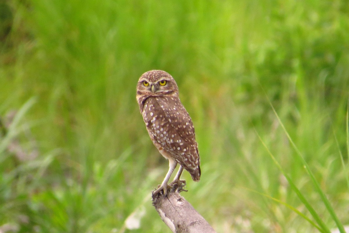 Burrowing Owl - ML618740110