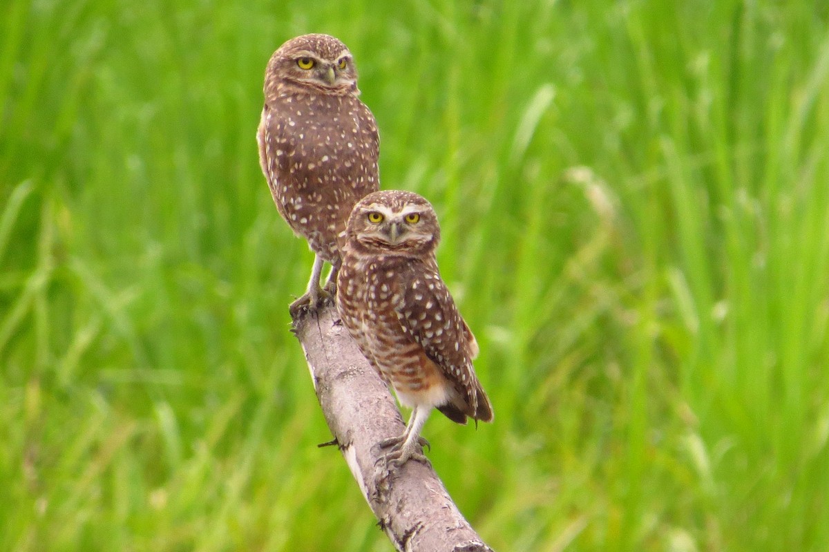 Burrowing Owl - ML618740119