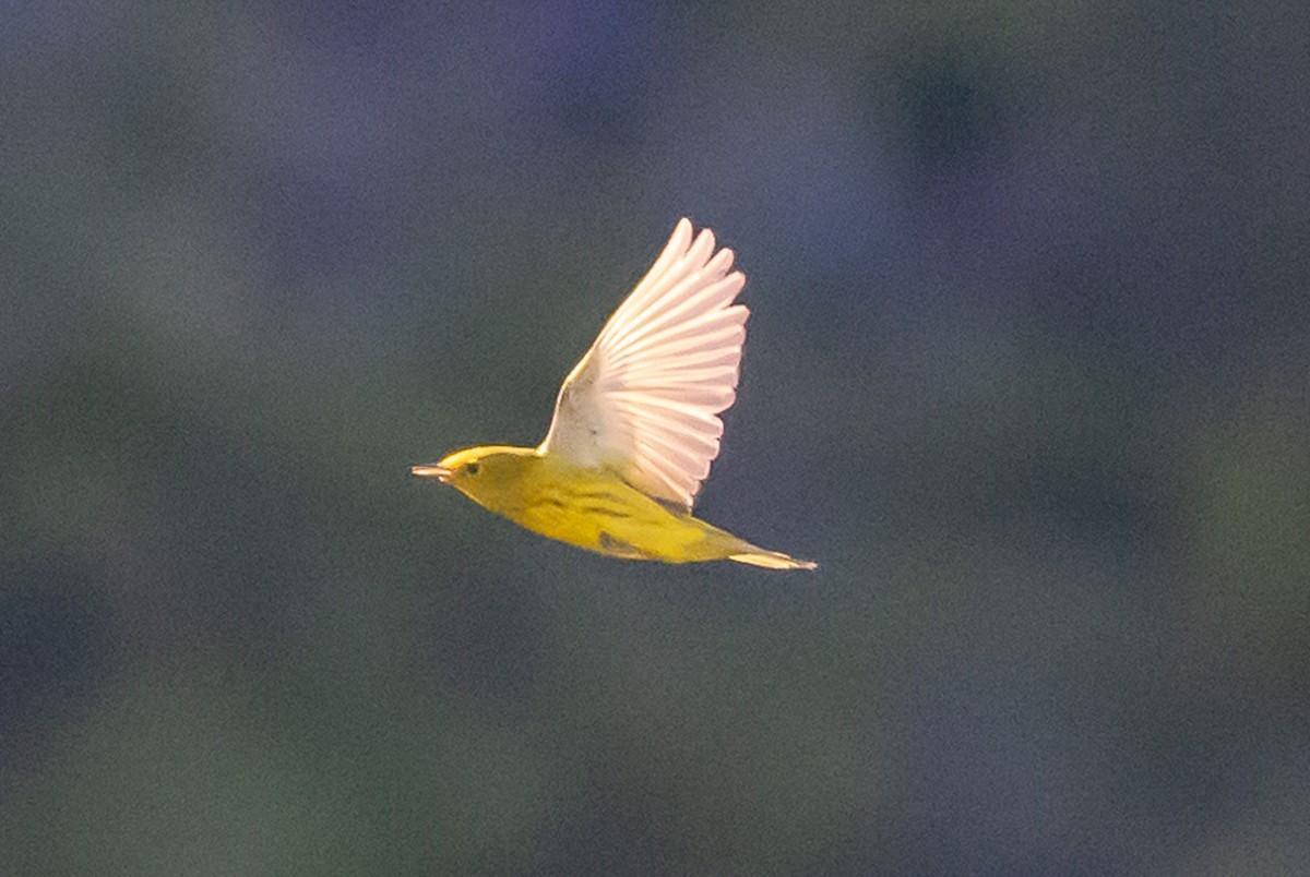 Yellow Warbler - ML618740126