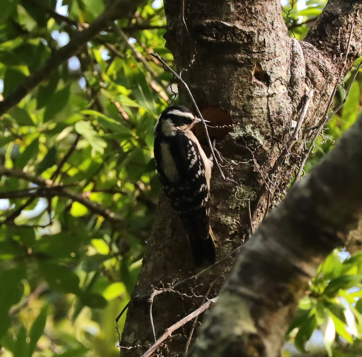 Downy Woodpecker - ML618740154
