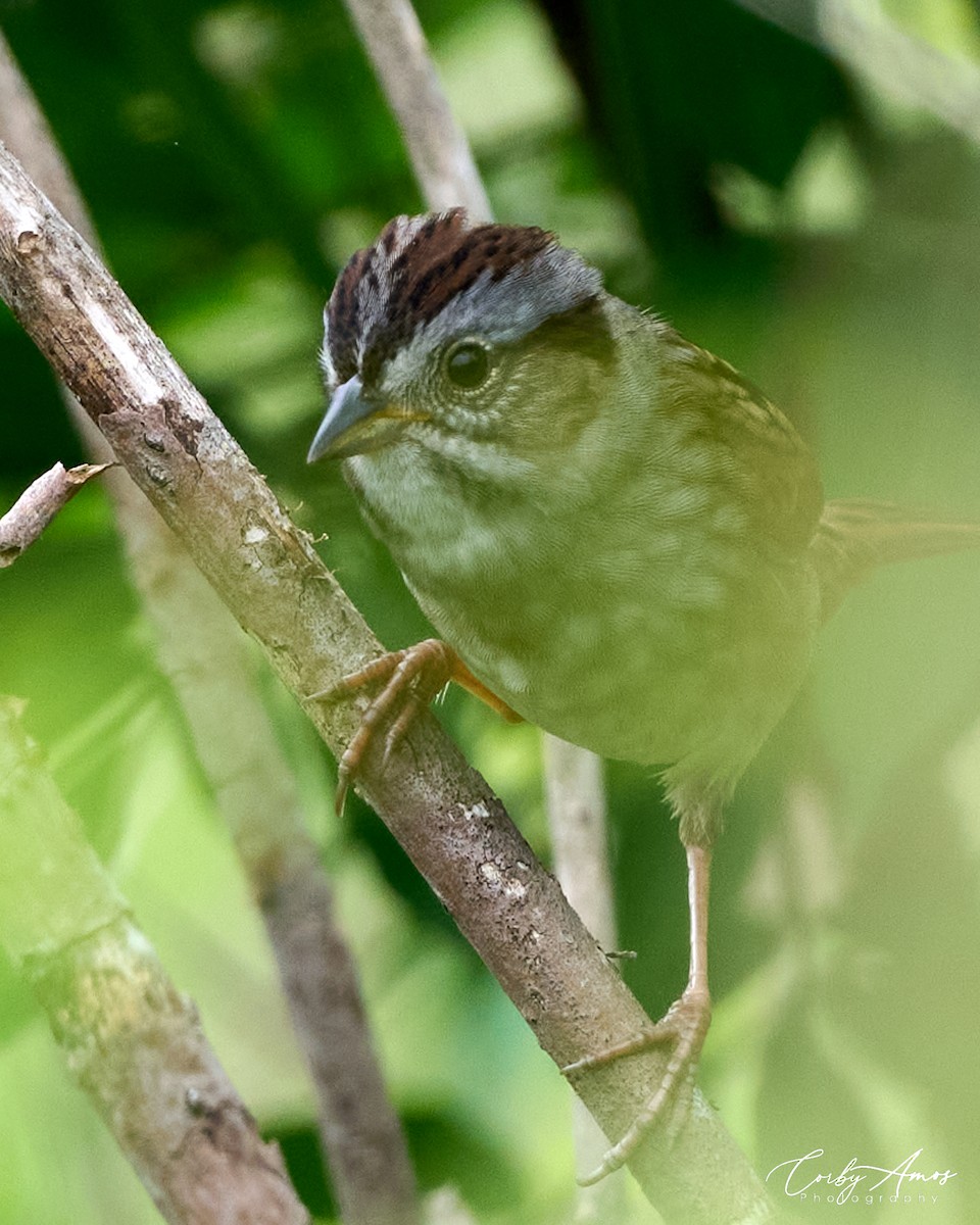 Swamp Sparrow - ML618740158