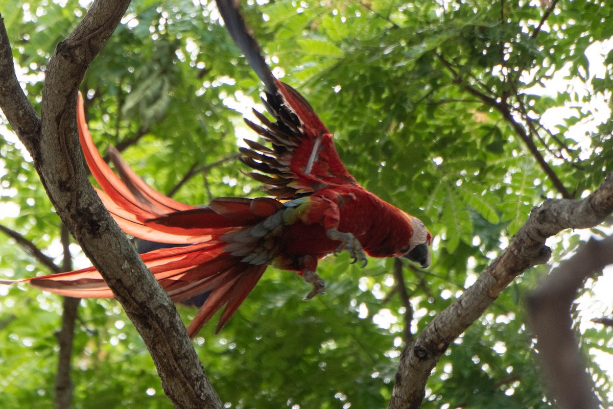 Scarlet Macaw - ML618740176