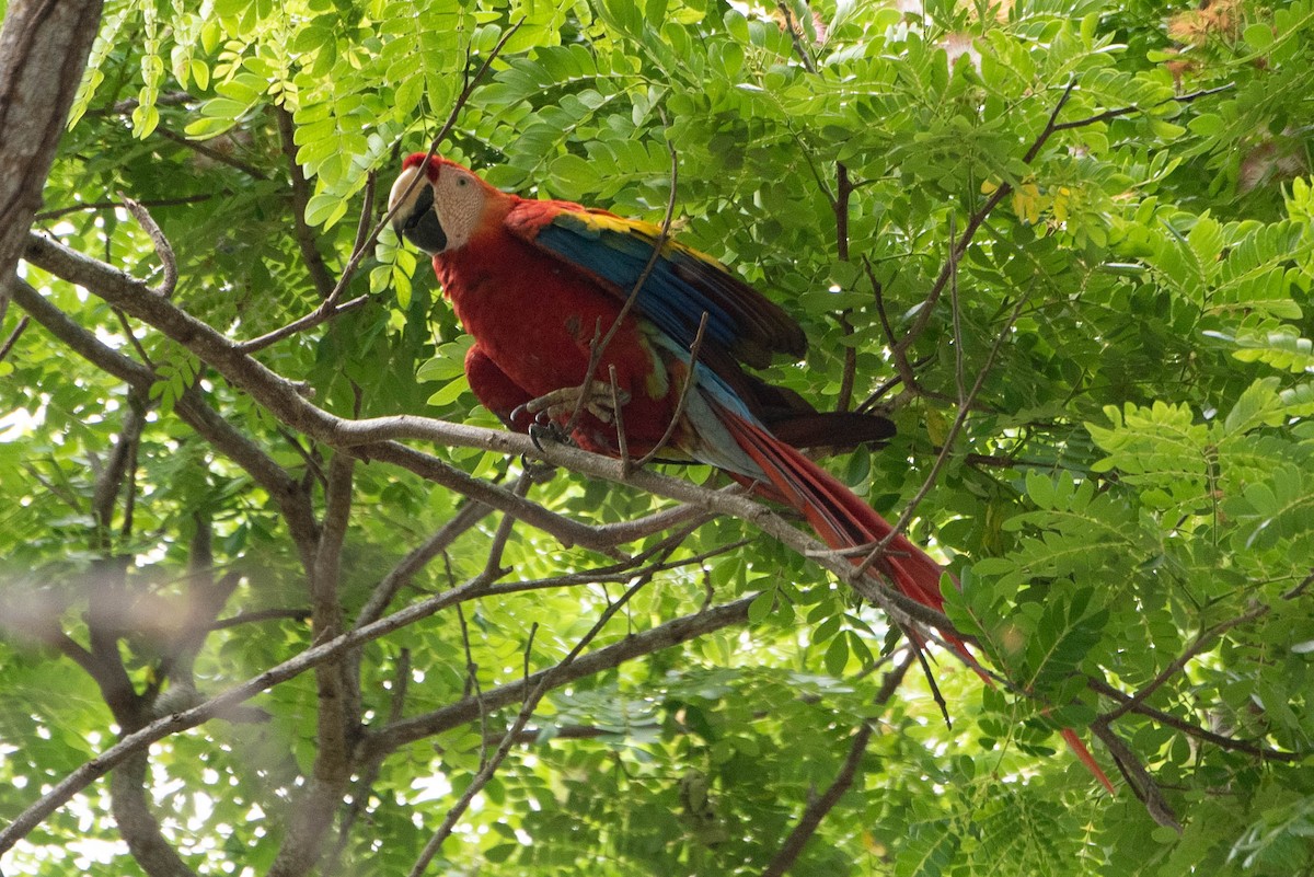 Scarlet Macaw - ML618740177