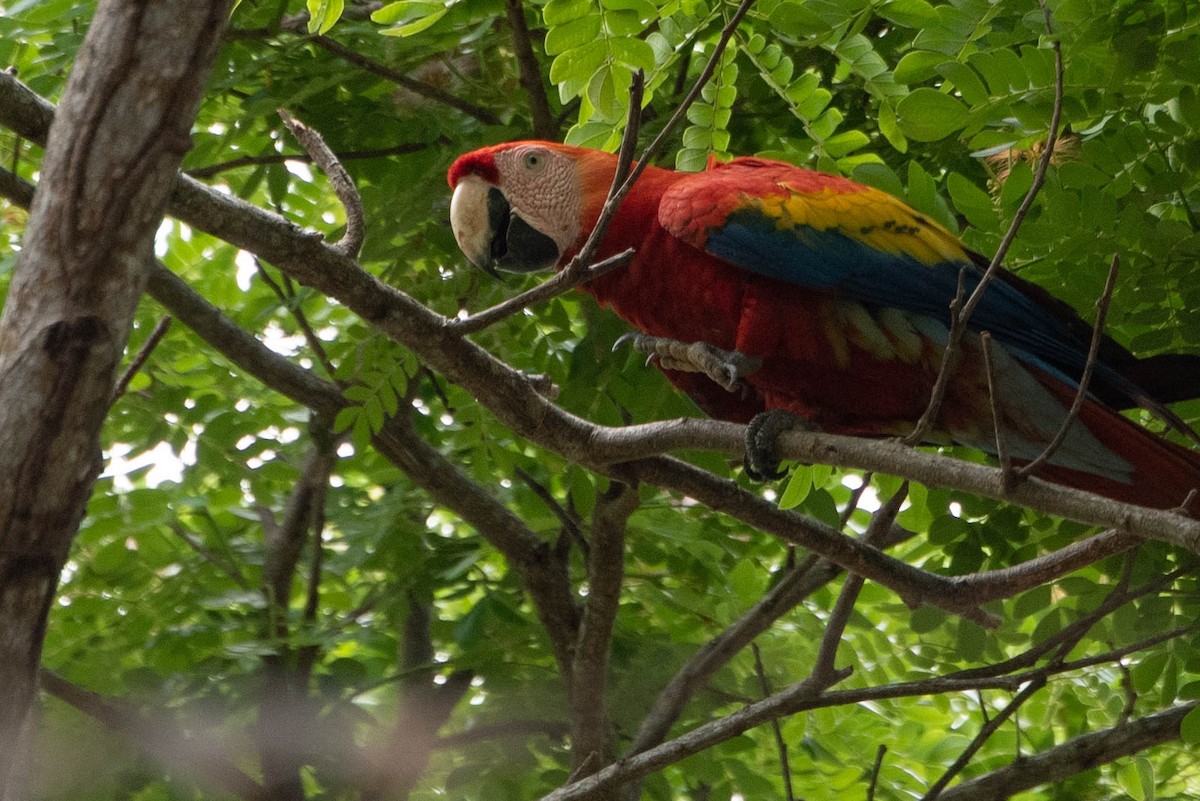 Scarlet Macaw - ML618740179