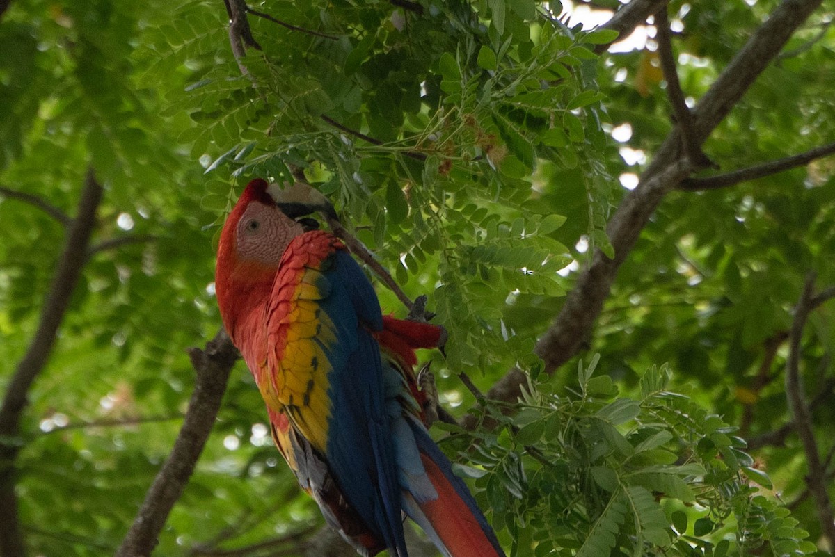 Scarlet Macaw - ML618740180