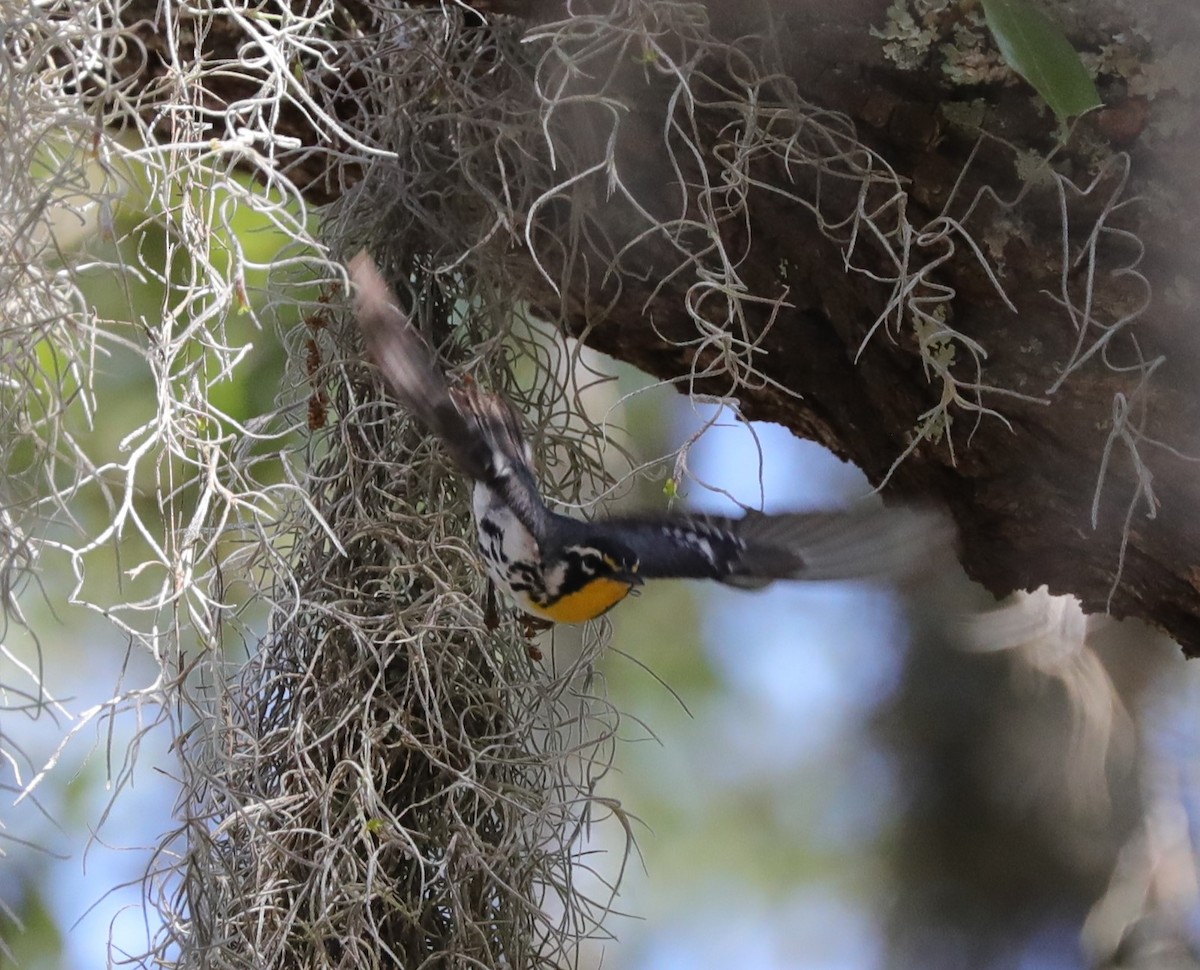Yellow-throated Warbler - ML618740193