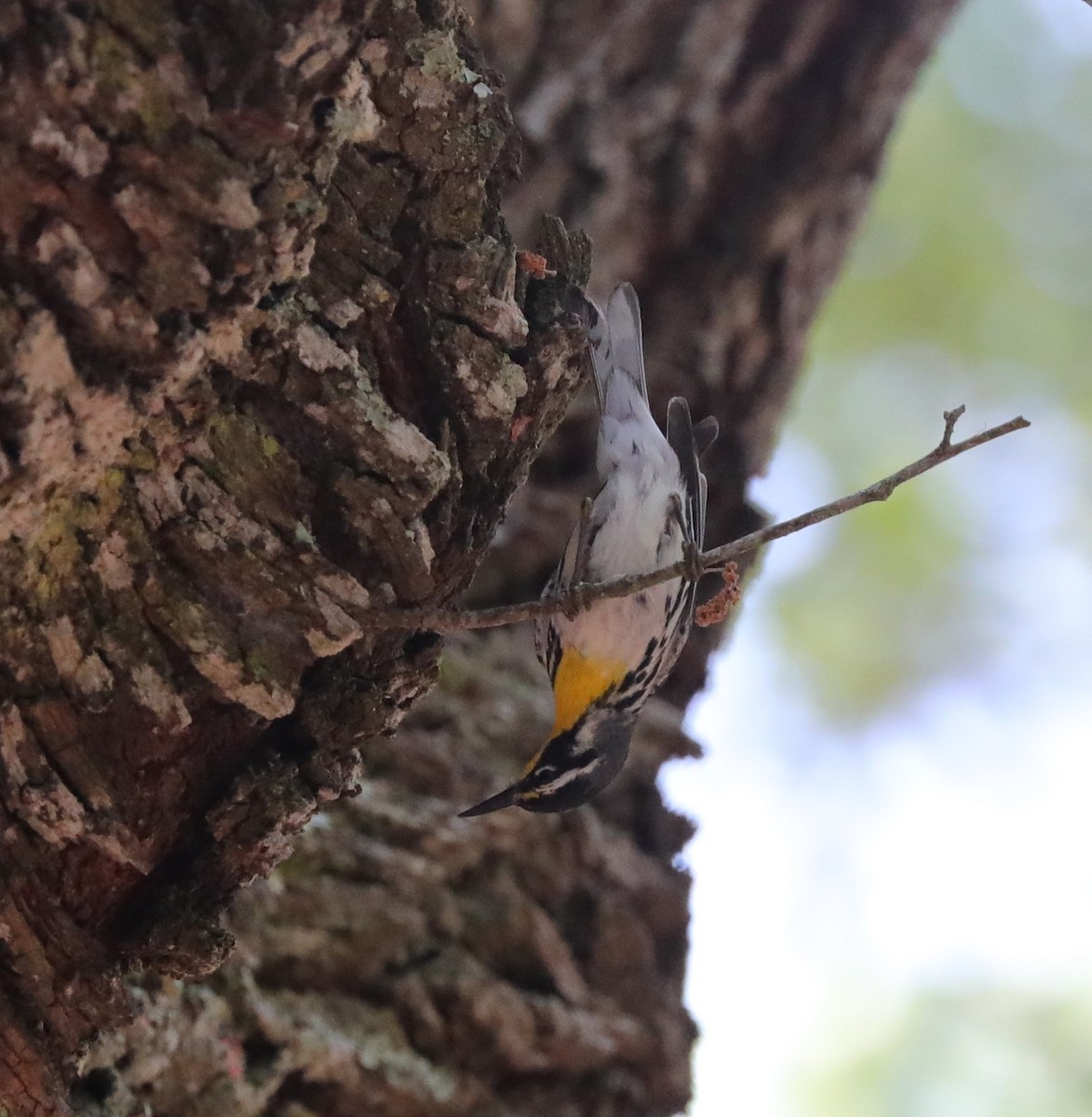 Yellow-throated Warbler - ML618740203