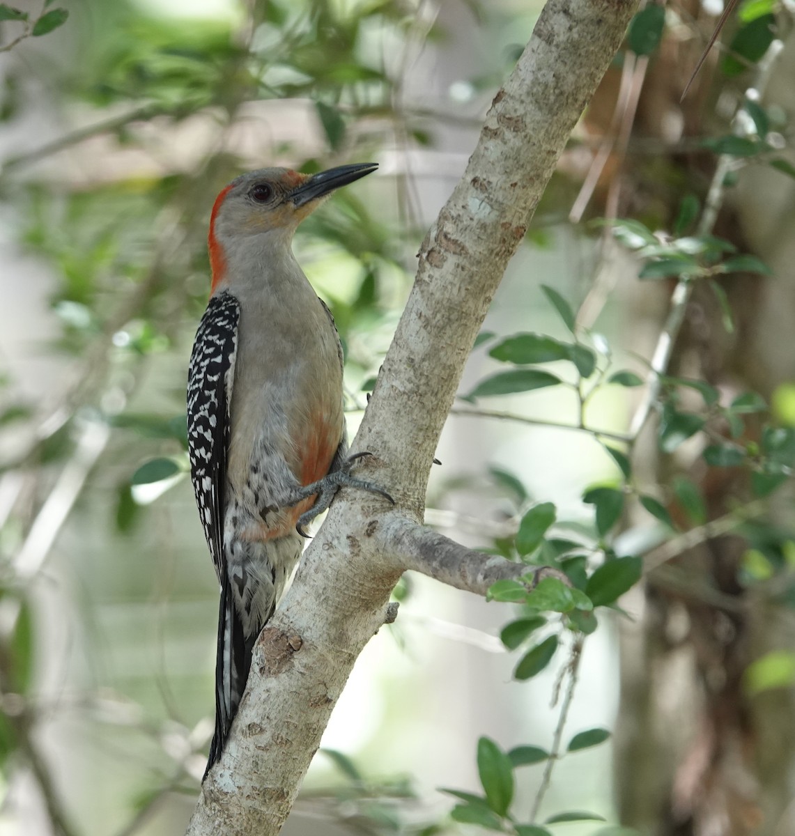 Red-bellied Woodpecker - ML618740207