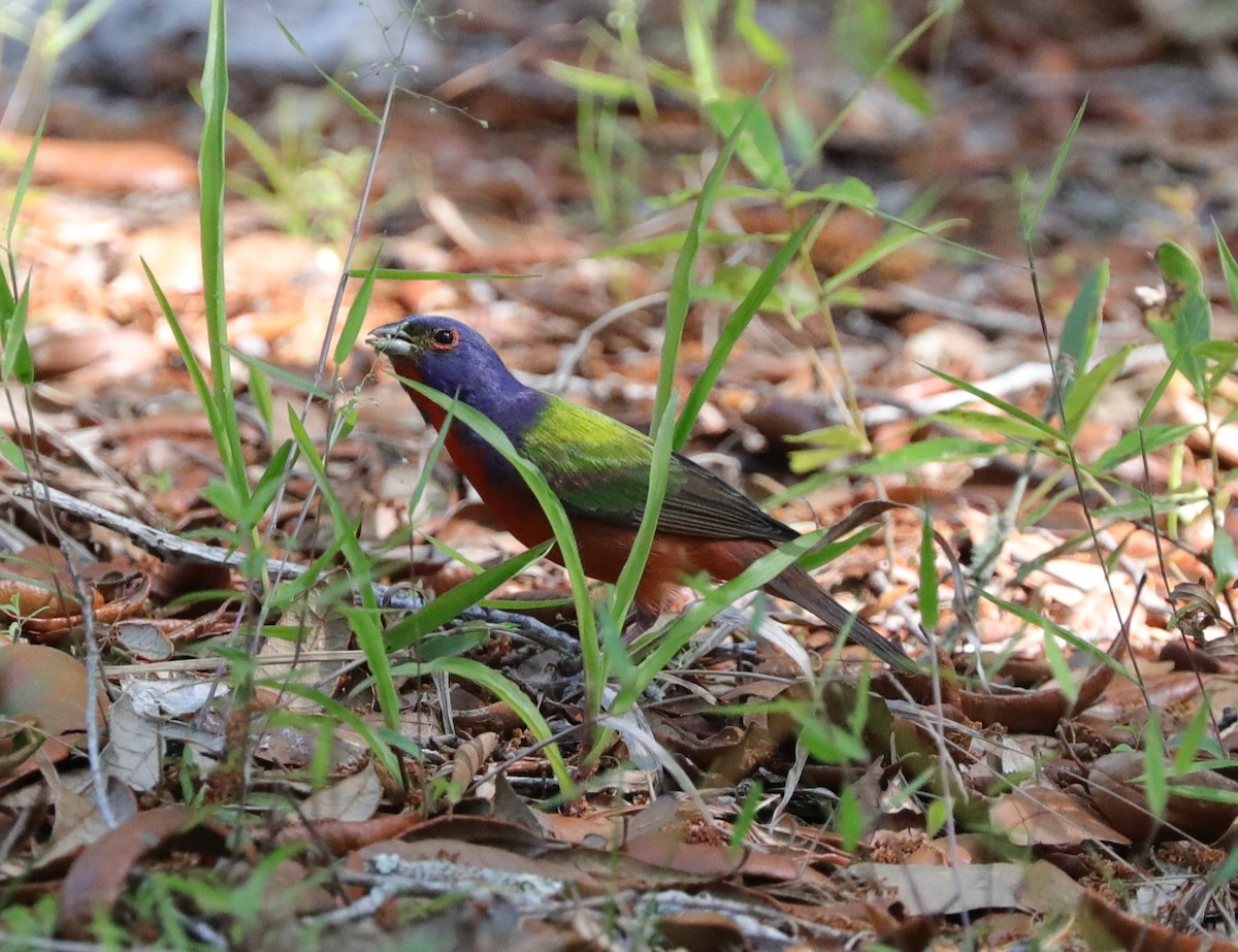 Painted Bunting - ML618740208
