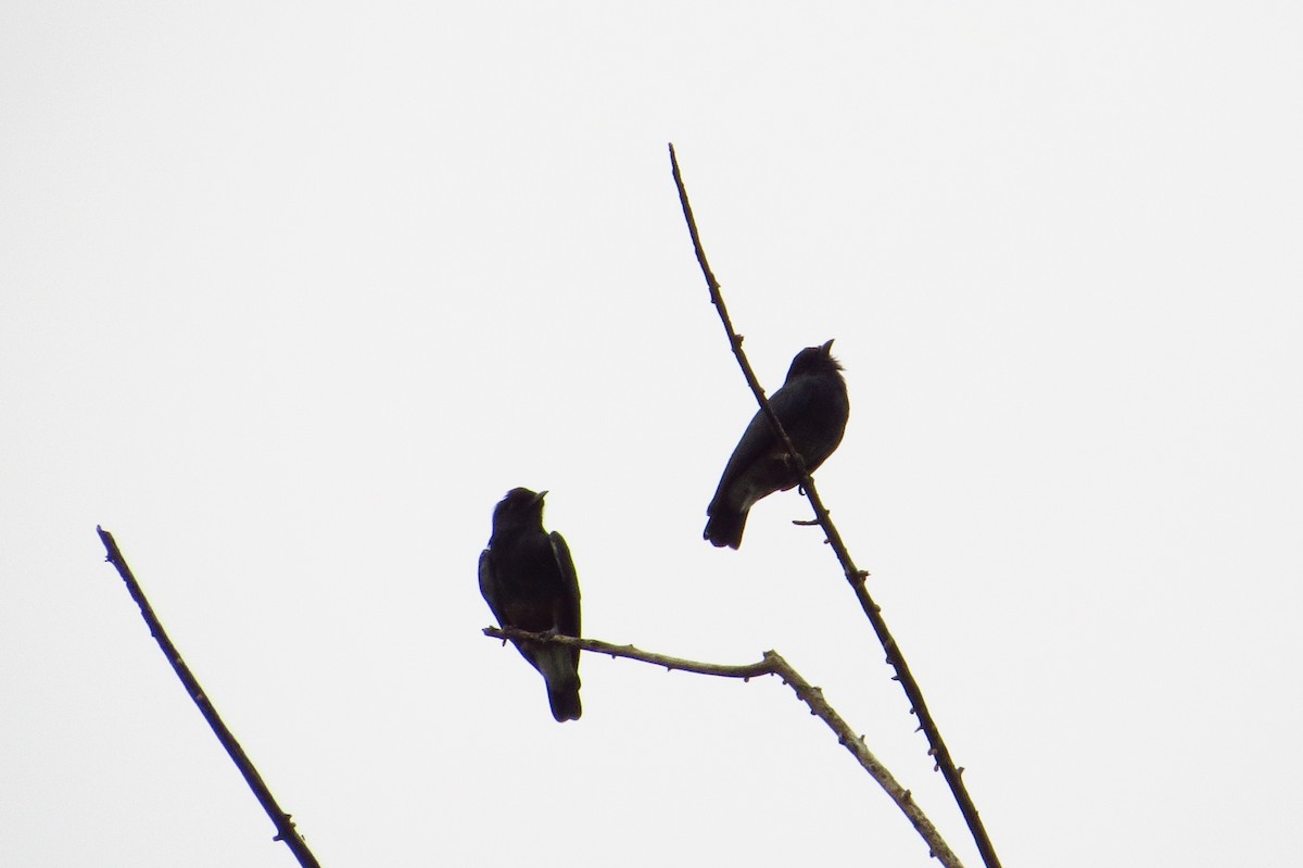 Swallow-winged Puffbird - ML618740212