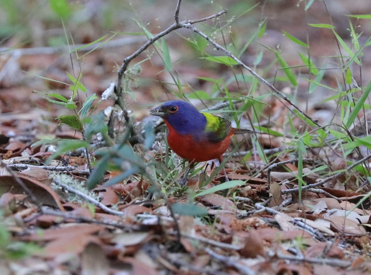 Painted Bunting - ML618740213