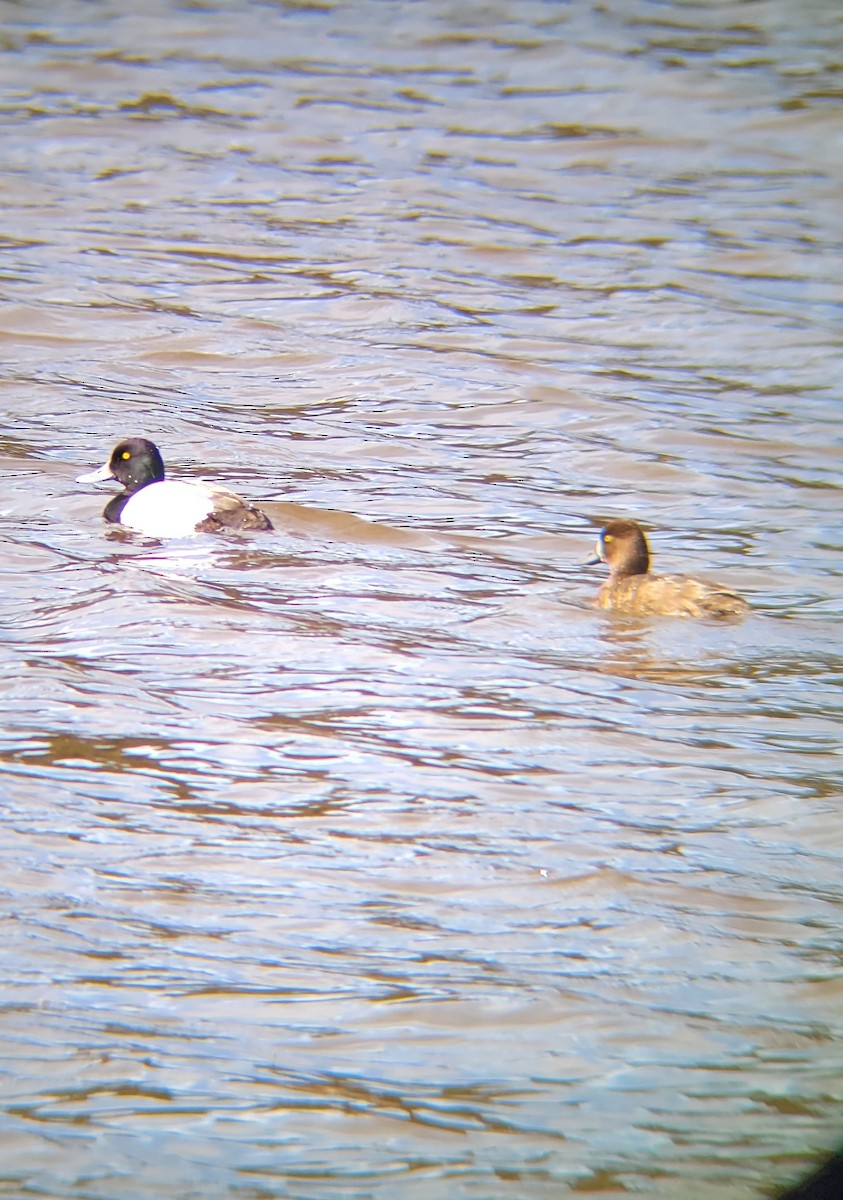 Greater Scaup - ML618740223