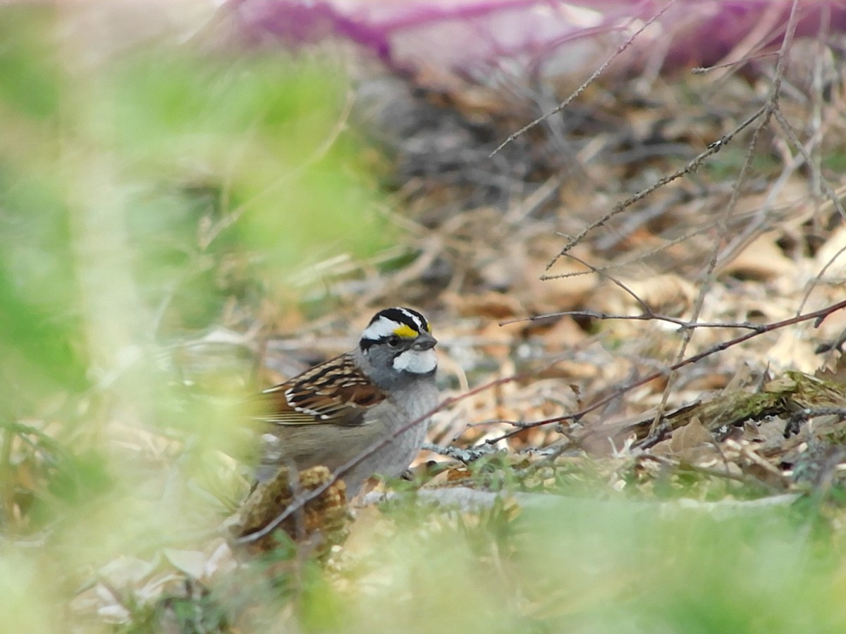 White-throated Sparrow - ML618740246