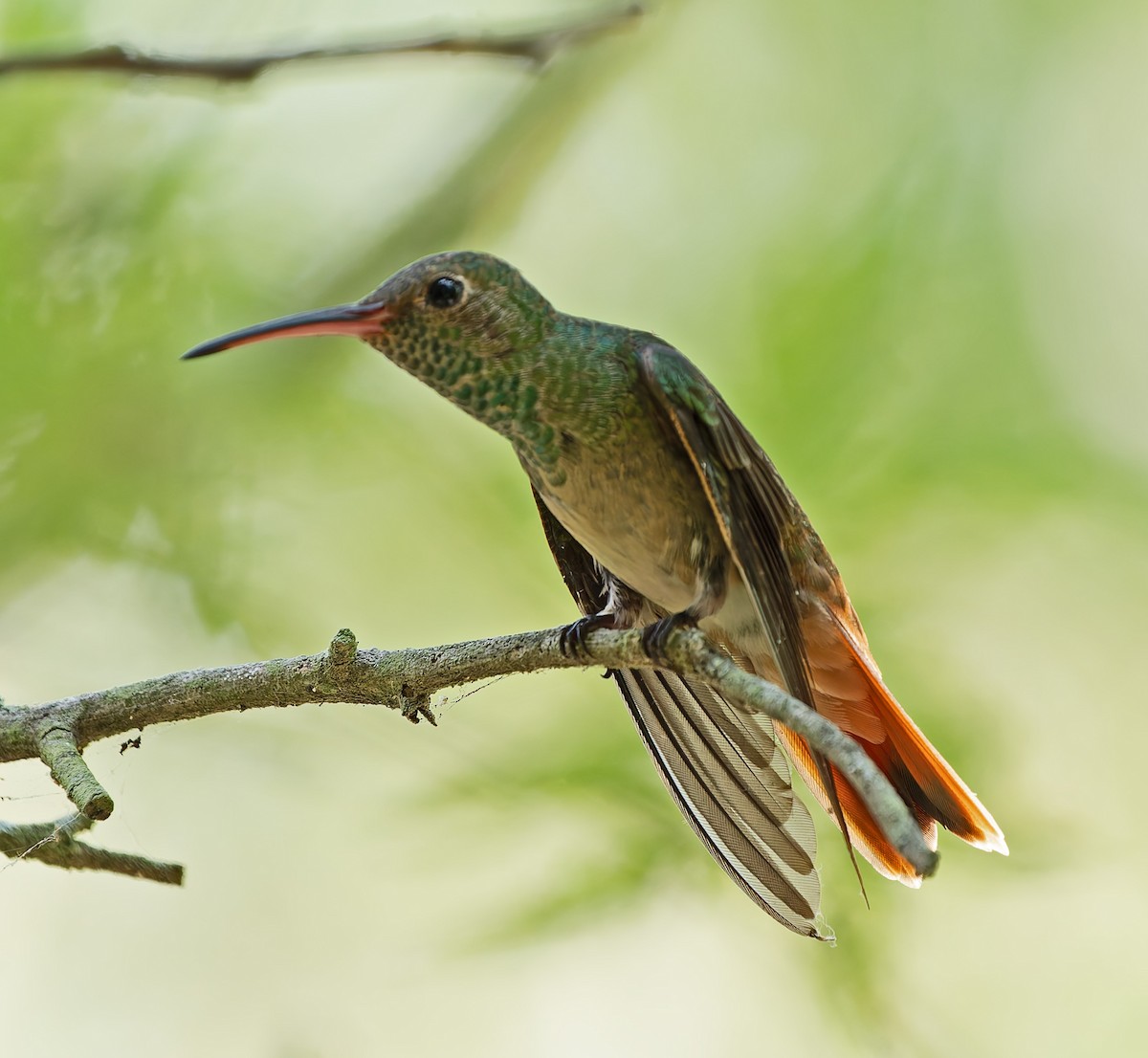 Buff-bellied Hummingbird - ML618740255