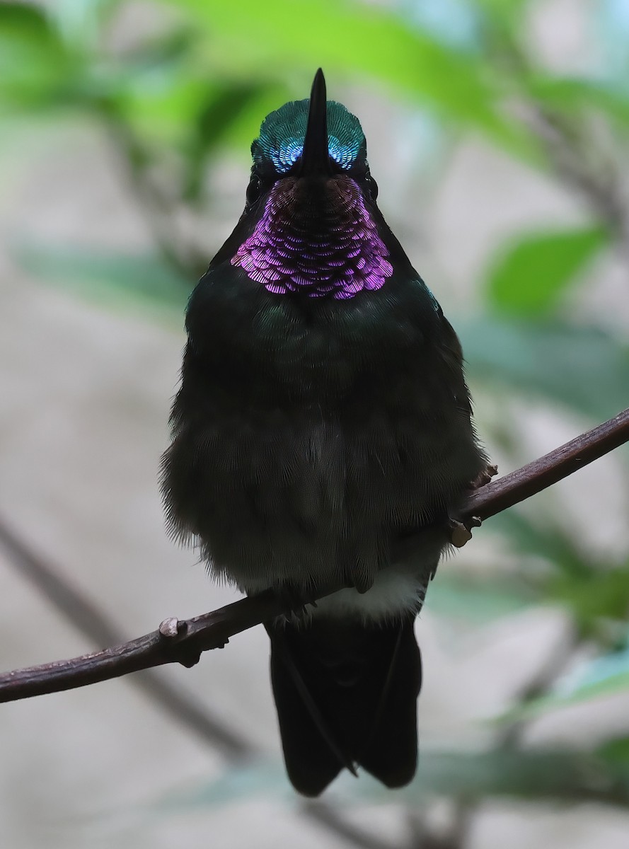 kolibřík fialovohrdlý - ML618740309
