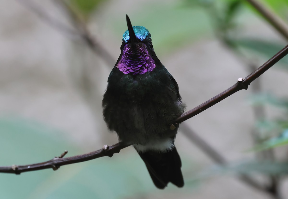 kolibřík fialovohrdlý - ML618740310