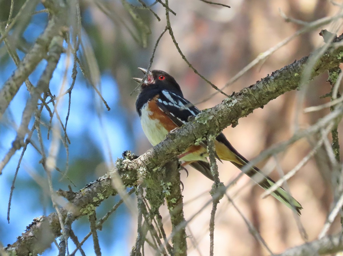 Spotted Towhee - ML618740324