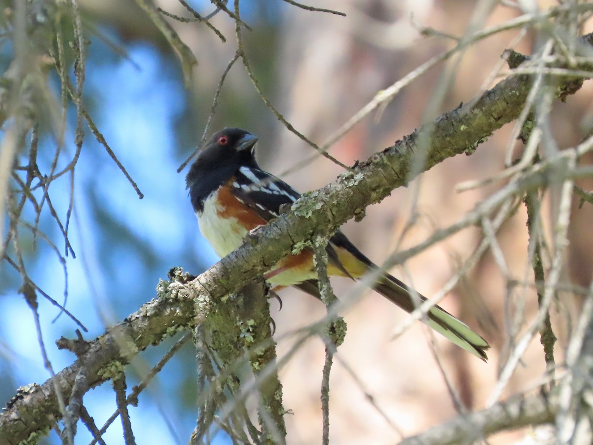Spotted Towhee - ML618740325