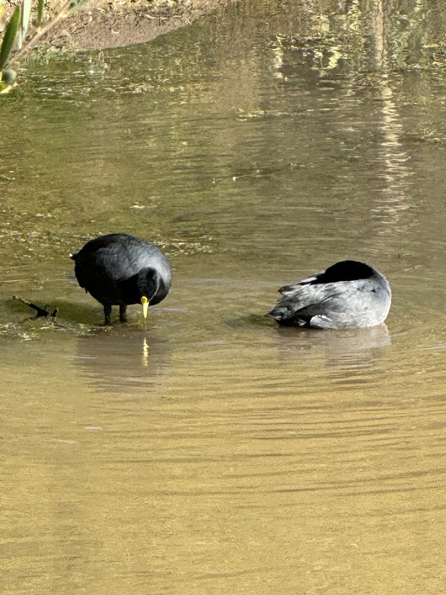 White-winged Coot - ML618740351