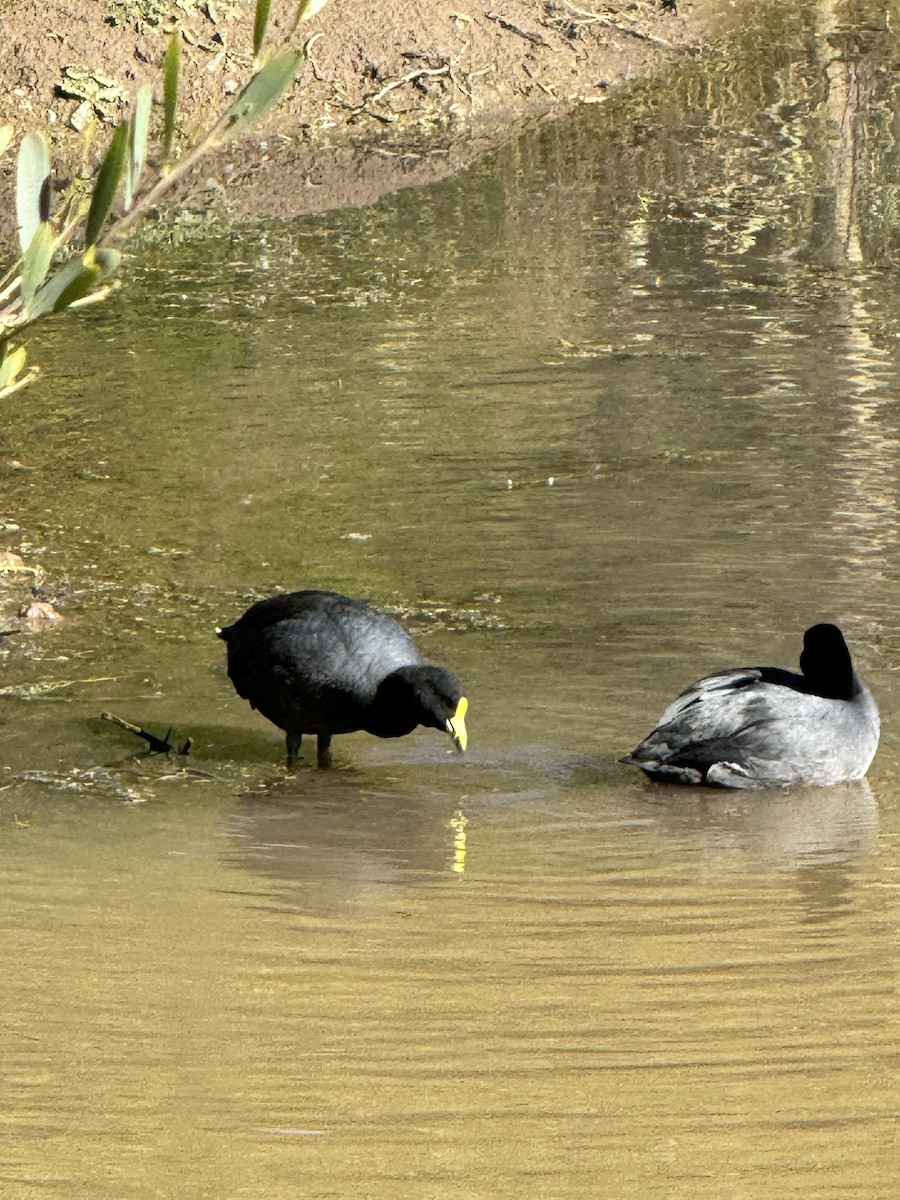White-winged Coot - ML618740352