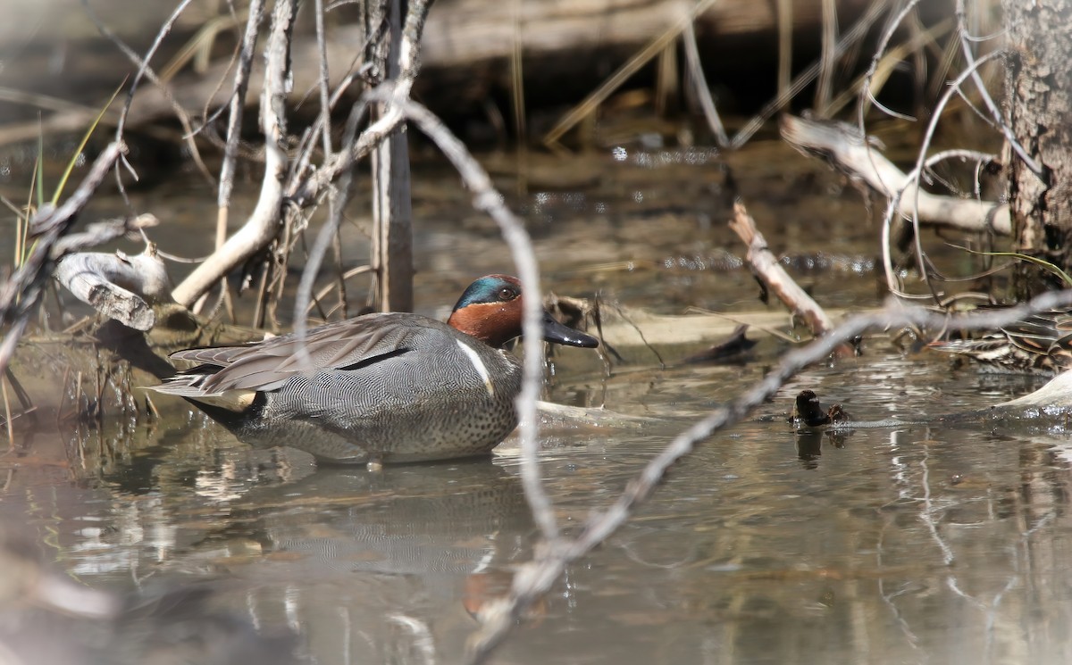 Green-winged Teal - ML618740355