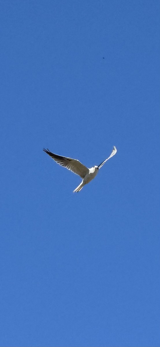White-tailed Kite - ML618740367