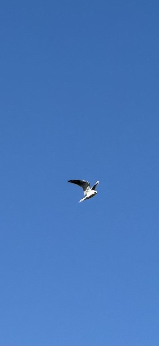 White-tailed Kite - ML618740368
