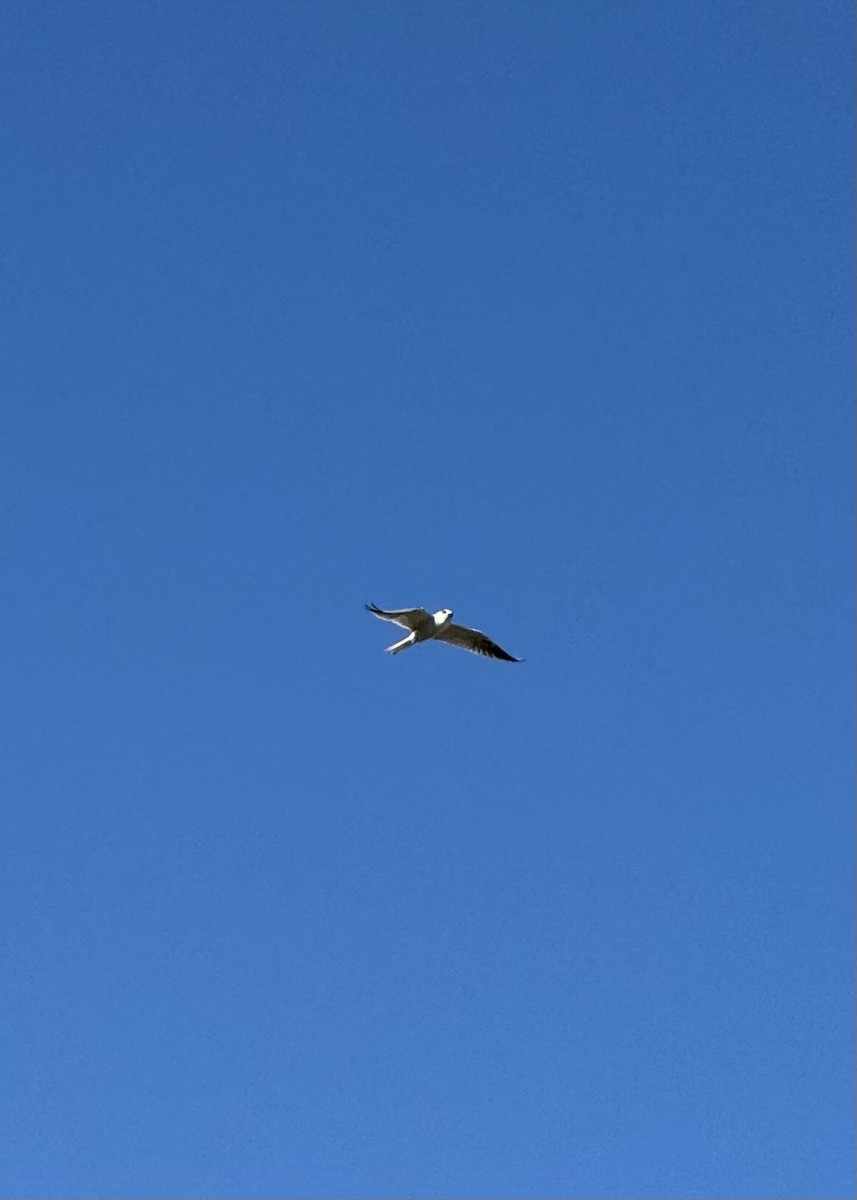 White-tailed Kite - ML618740369