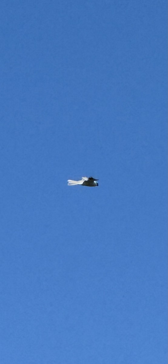 White-tailed Kite - ML618740370