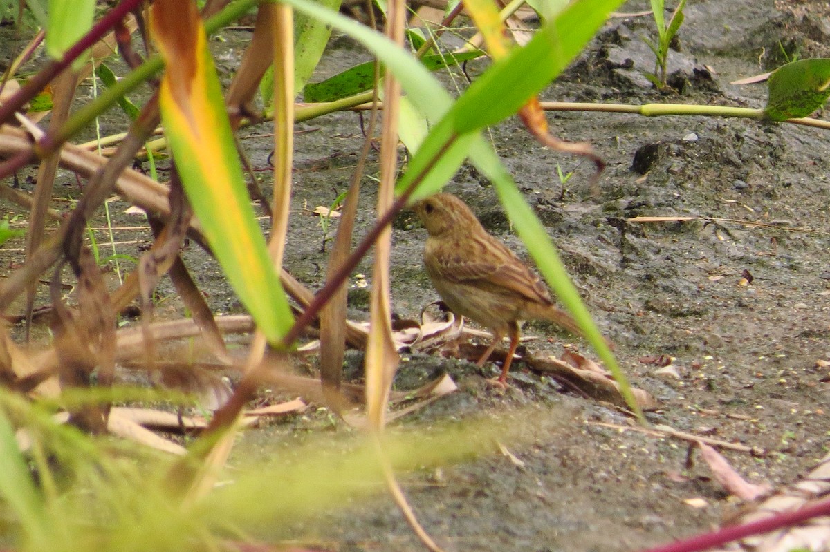 Yellow-browed Sparrow - ML618740372
