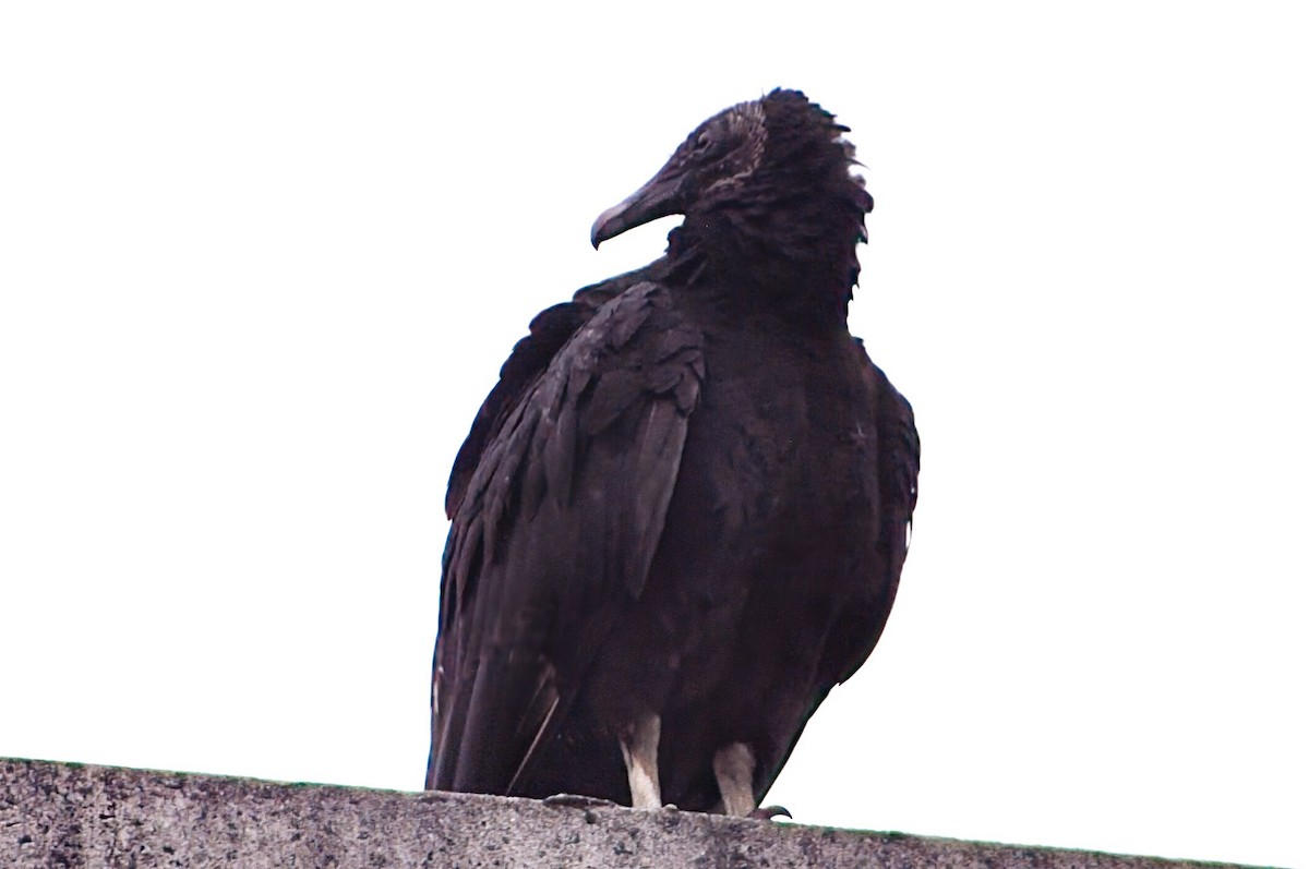 Black Vulture - ML618740396