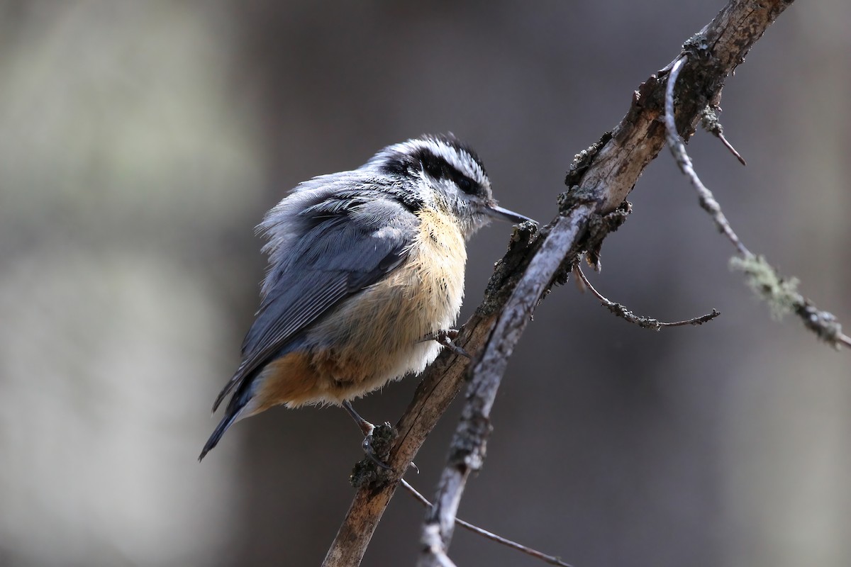 Red-breasted Nuthatch - ML618740436