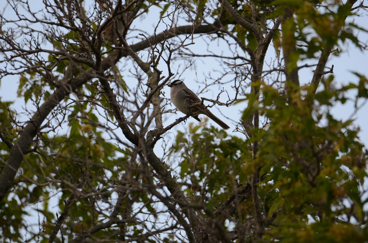 White-crowned Sparrow - ML618740444