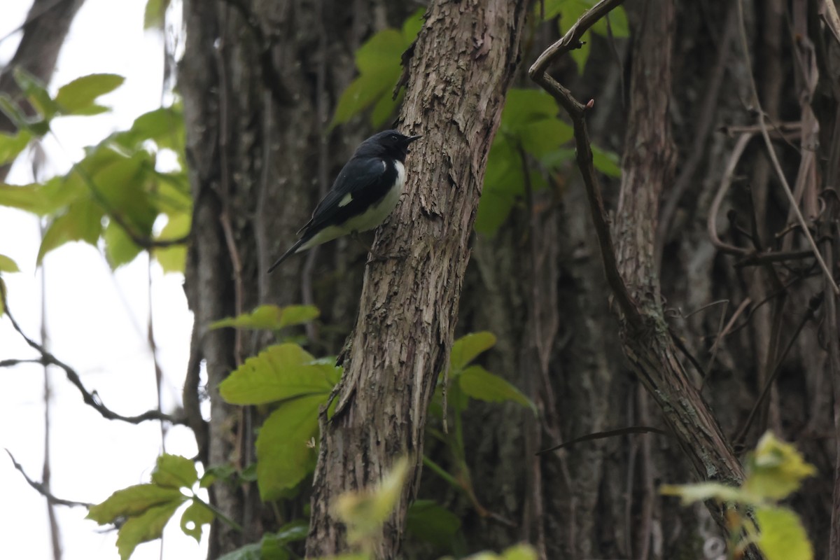 Black-throated Blue Warbler - ML618740475