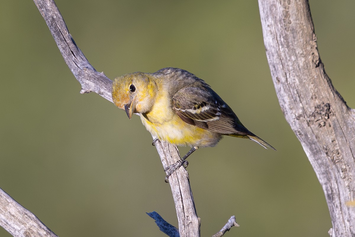 Western Tanager - ML618740477