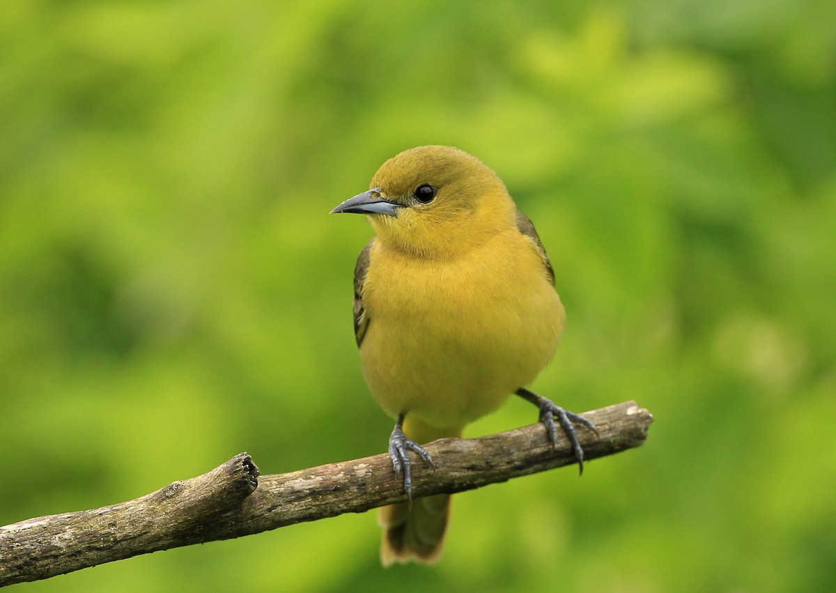 Orchard Oriole - ML618740486