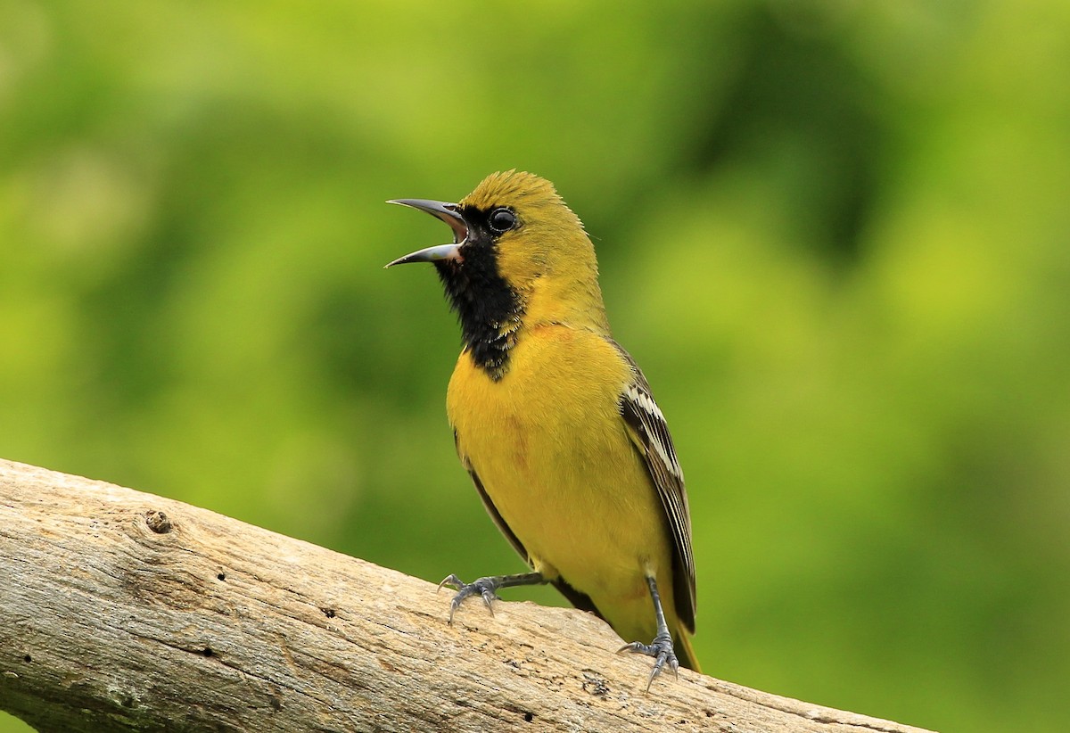 Orchard Oriole - ML618740487