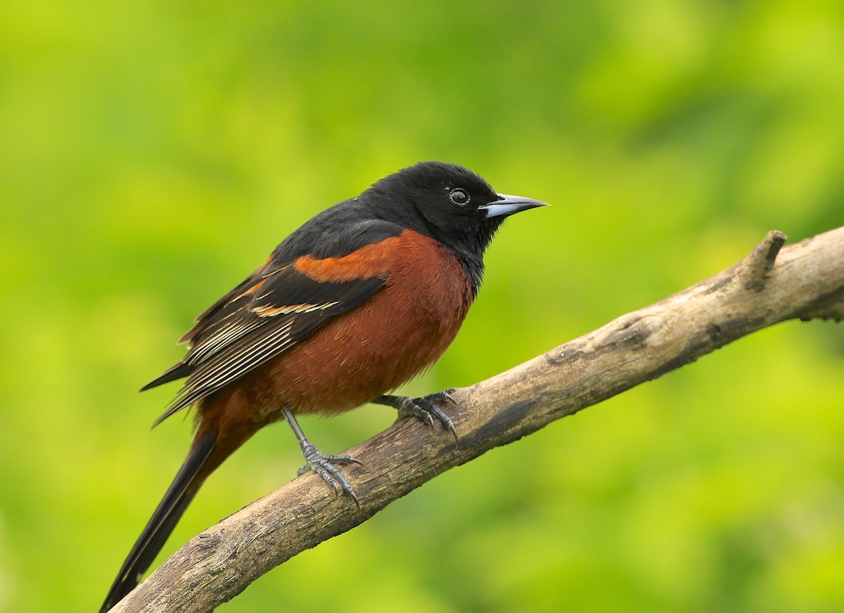 Orchard Oriole - ML618740488