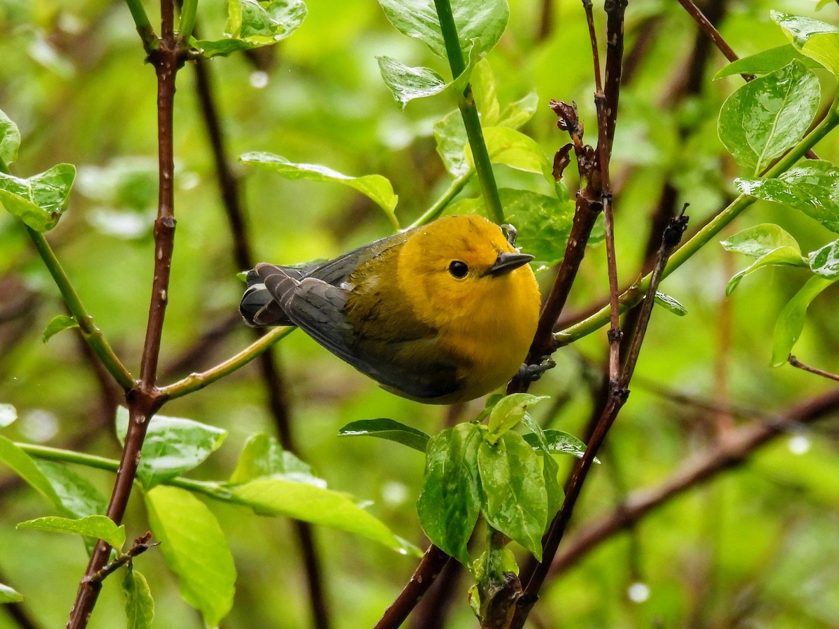 Prothonotary Warbler - ML618740505