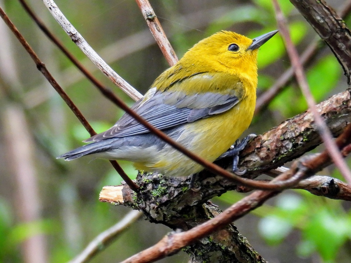 Prothonotary Warbler - ML618740506