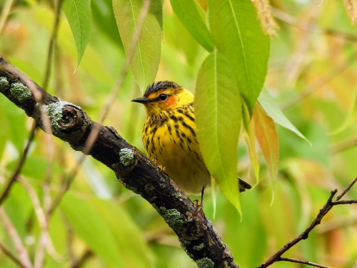 Cape May Warbler - ML618740524
