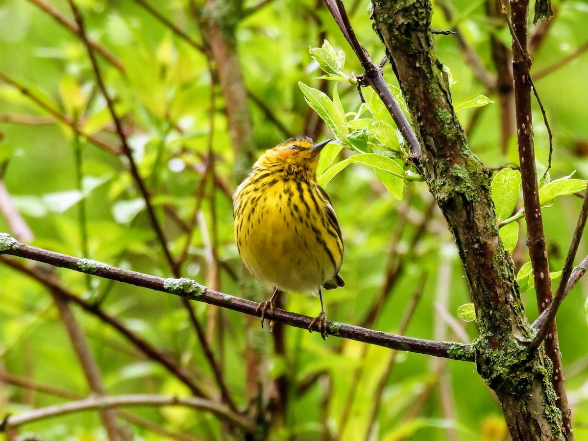 Cape May Warbler - ML618740525